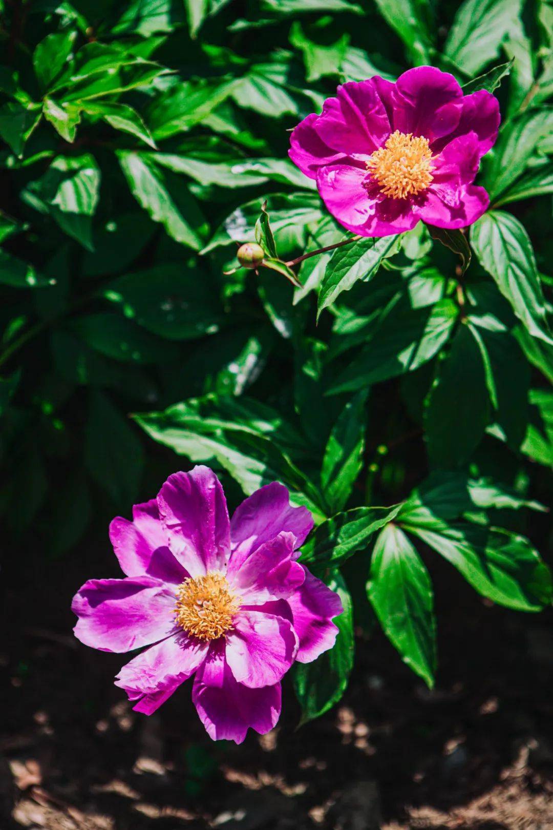 辰山植物园芍药壁纸大赏送你香梦沉酣芍药纷飞的梦幻花境