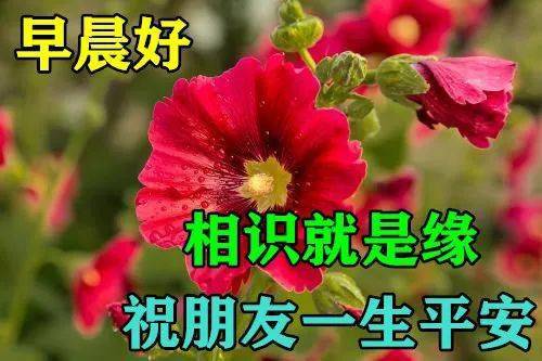 6月11日最漂亮早上好動態表情圖片大全早上好動圖美圖大全