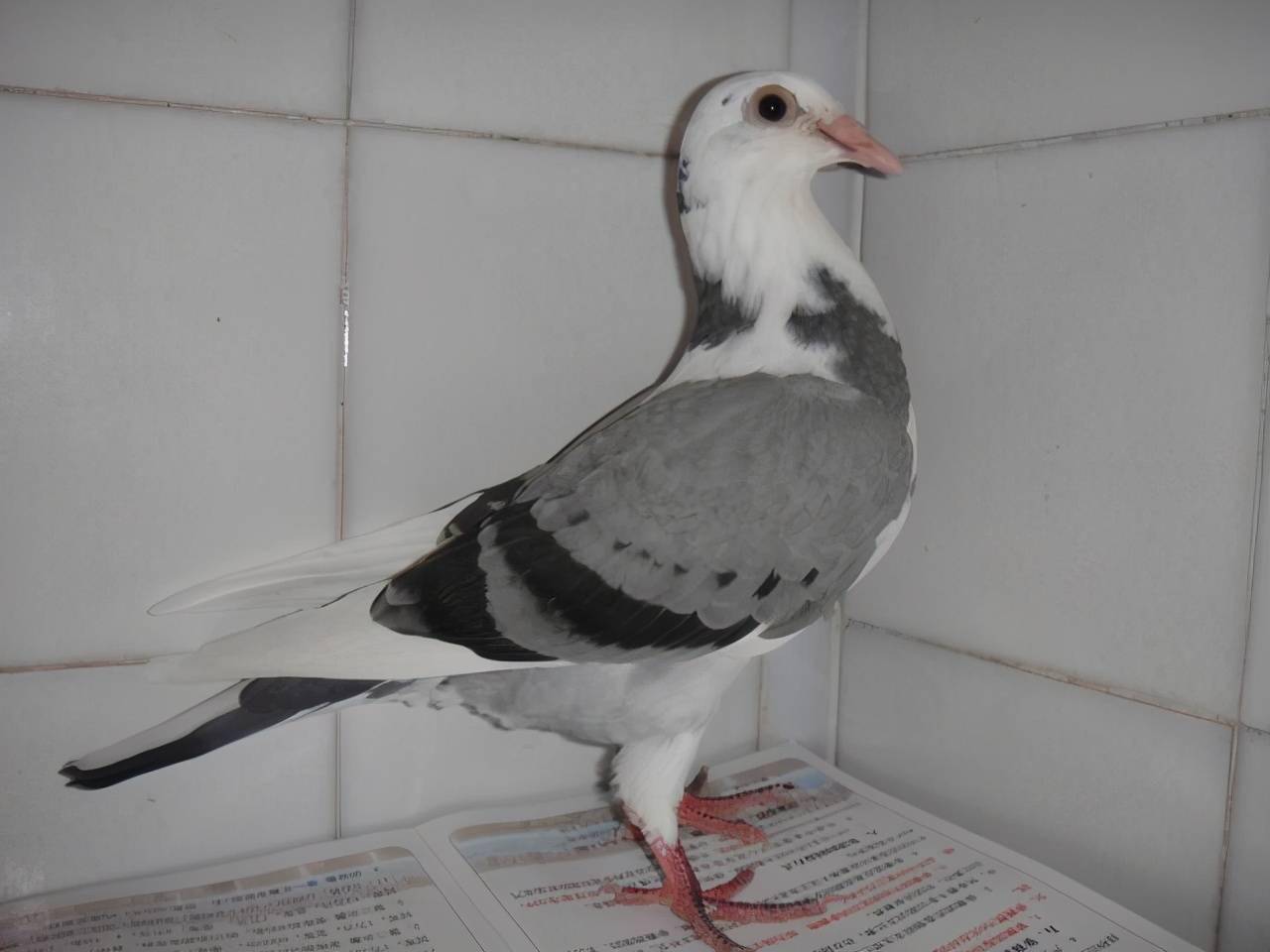 天落鸟去留要注意相关问题的查询