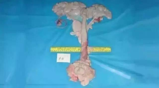 母猪的排卵受孕过程图文