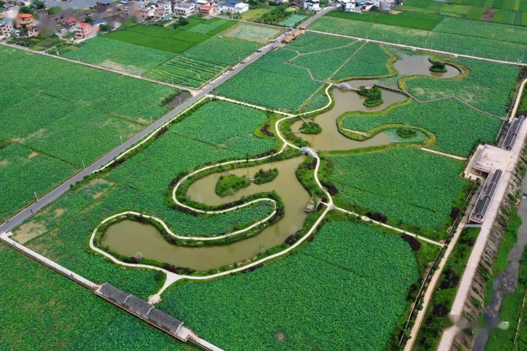 又到一年赏荷季蕉岭三圳九岭十里荷塘惊艳整个夏天