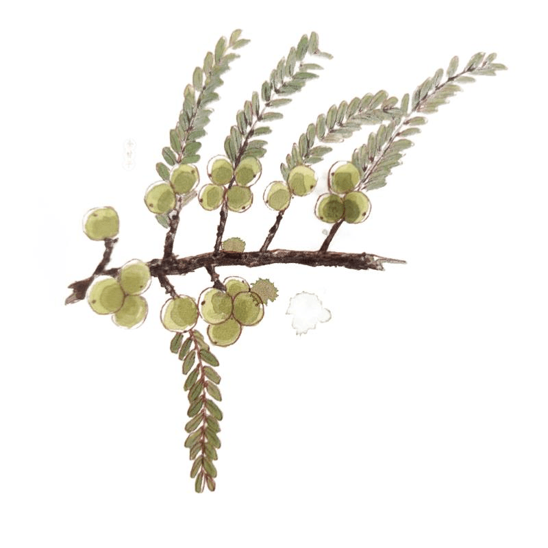 每日一药余甘子