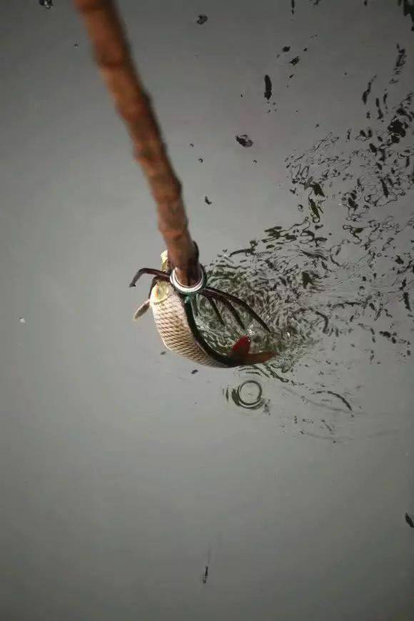 叉鱼这种野蛮的逮鱼方法,既刺激又考验着人的智慧_鱼叉