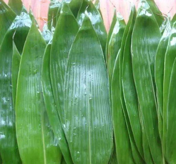 粽粑叶别名又叫冬叶,粽叶等,为竹芋科植物冬叶的全草.