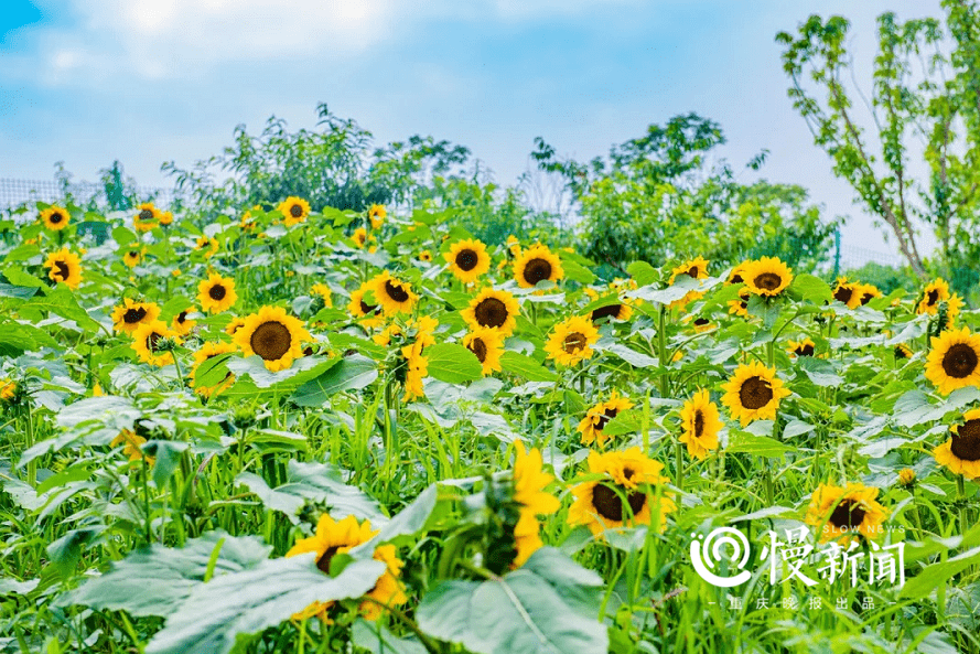 赏葵花 玩冲浪 逛书店 这些打卡地 承包你端午小长假的最后一天 手机搜狐网