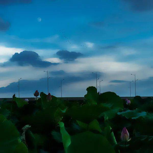 荷塘月色曲谱完整版教唱_荷塘月色曲谱