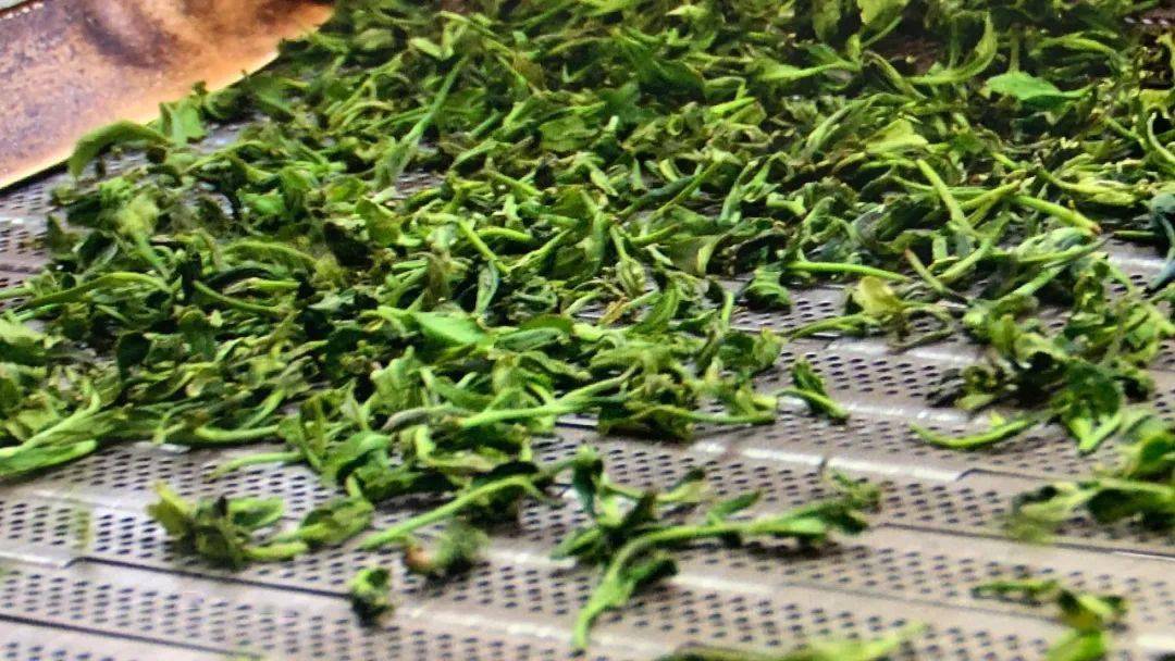 美食淄博王大明白为您带来栗香浓郁回味甘醇的日照绿茶