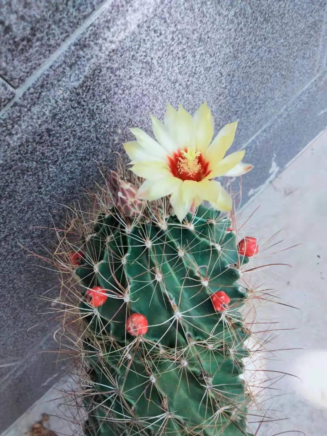 晒图从荆棘之中开出花来花中还能再开花