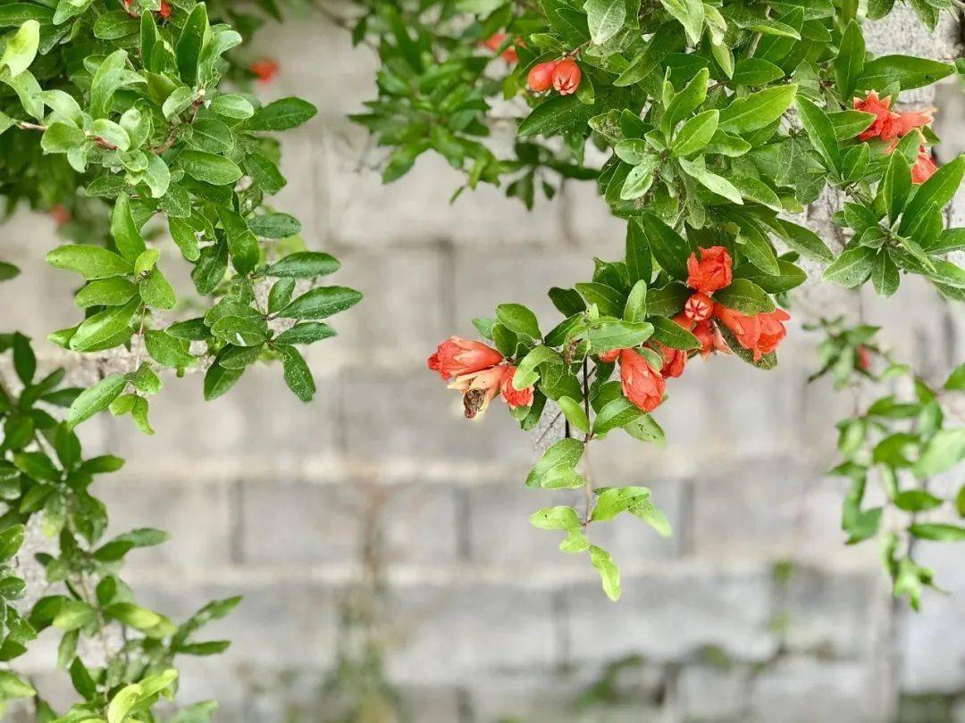 愿每个人 在仲夏的日子里平和安康 榴花