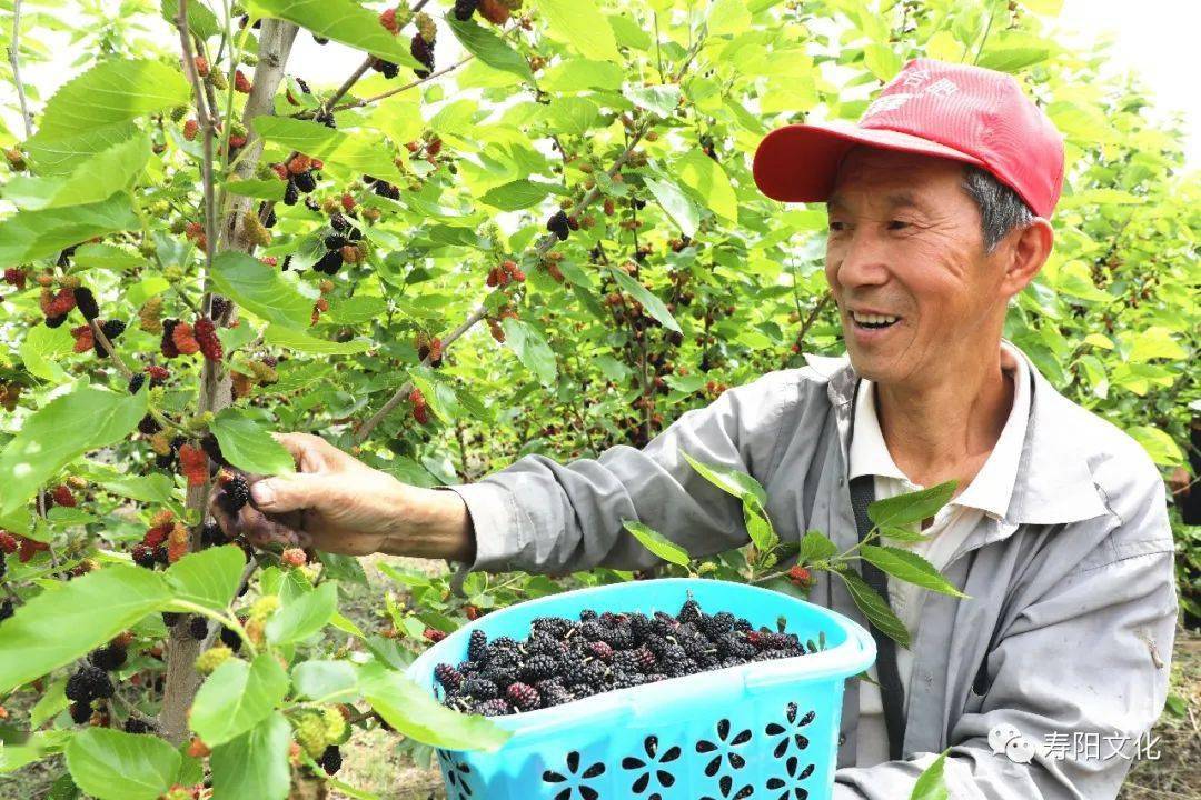 3000余株桑葚树喜获丰收,猴猴家庭农场邀您赶紧来采摘