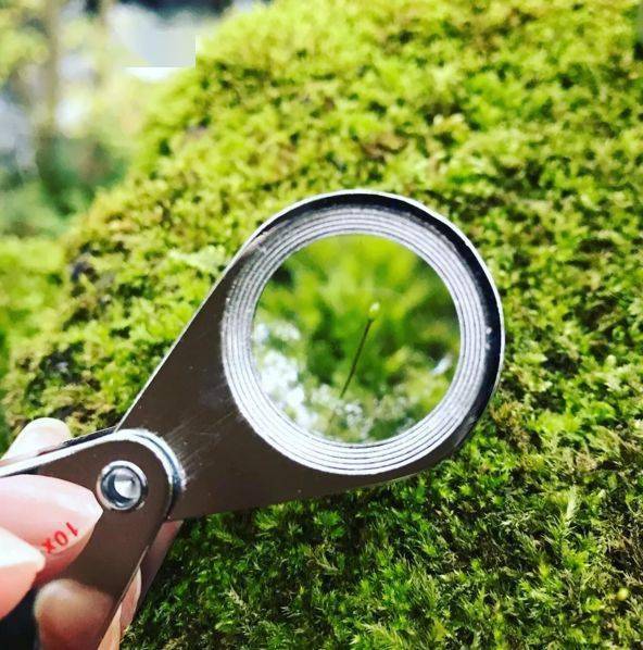 苔藓类植品种繁多,当地酒店为此也会在客房准备一个植物放大镜和水靴
