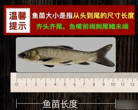 高手總結魚苗魚種各個規格及長度的名稱與魚苗大小測