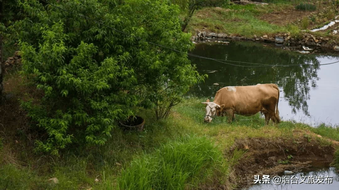 走在乡间小路原唱曲谱_人走在乡间小路图片