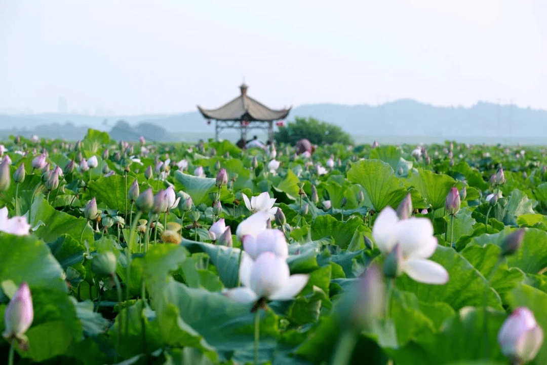 九江这21处荷花美到爆,一份赏荷攻略,拿走不谢