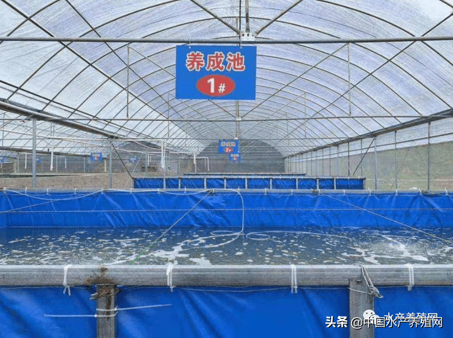 又有人被骗5万多帆布池对虾加盟坑深似海为何还有人上当