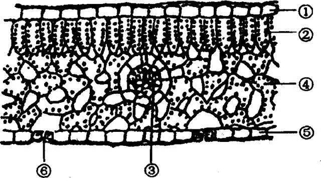 (1)写出图中序号所示结构名称:②  栅栏组织⑥  气孔