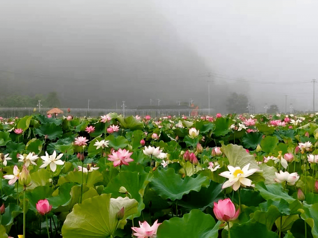 走在清晨鄉間道路與荷花綠葉間,形成了一道婧麗的風景線 !