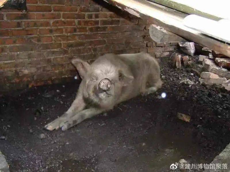 四川建川博物馆:猪坚强去世_汶川
