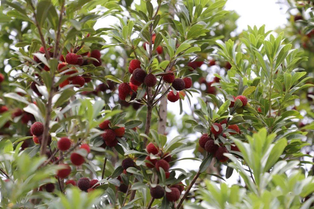6月15日,记者在治乐村杨梅采摘基地看到,杨梅树上挂满了成熟的杨梅