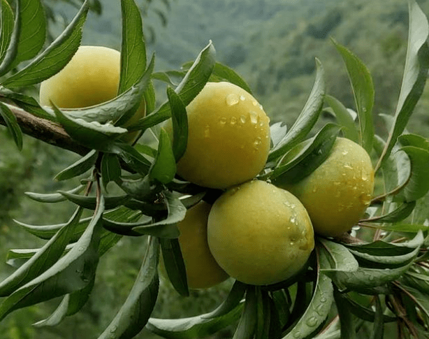 望谟蜂糖李李子界的甜度天花板