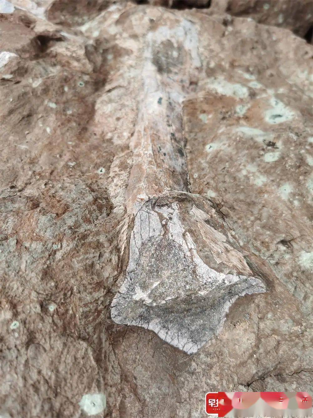 重磅!广西首次发现侏罗纪晚期恐龙化石