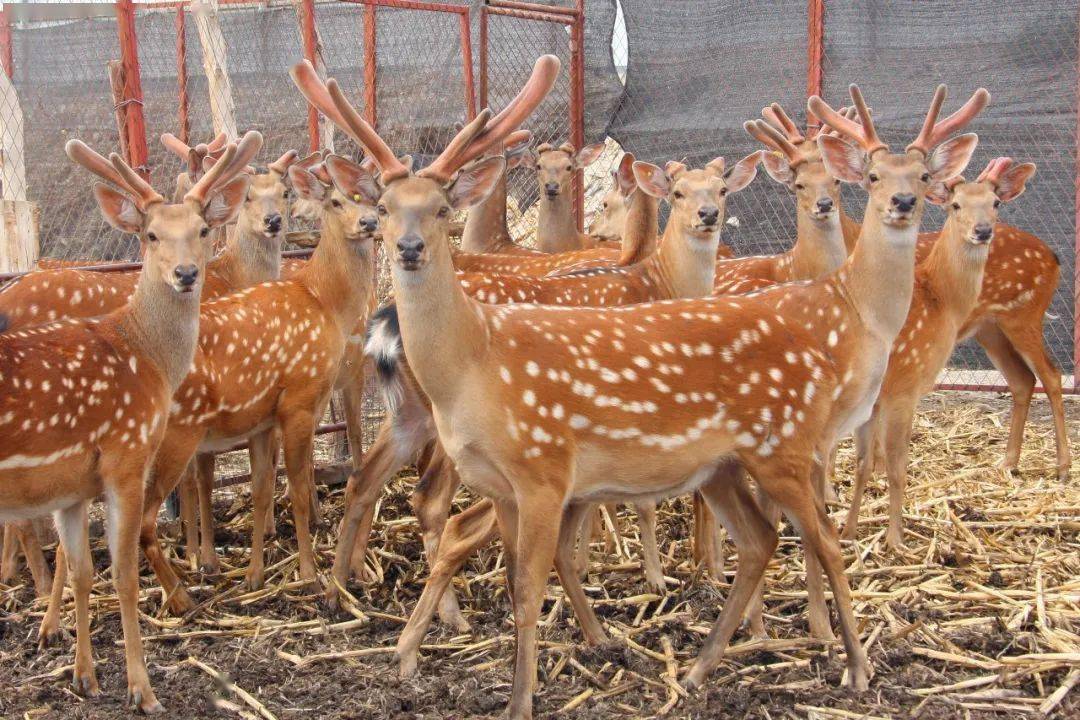嘉峪关:养殖梅花鹿 "养"出致富路