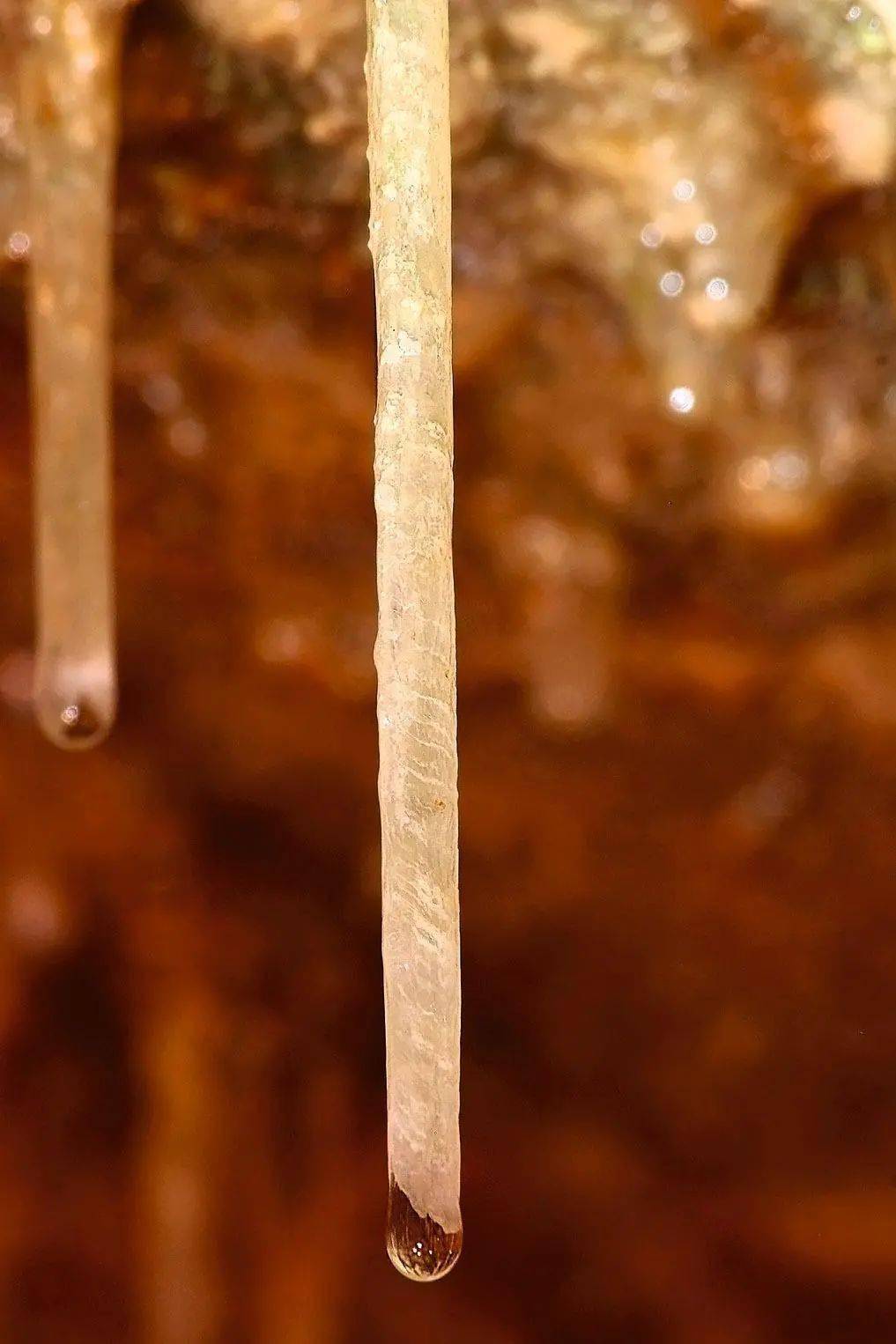 一般为半透明的细长管状物,因形似鹅毛管而得名鹅管摄影/龚汉雷洞内