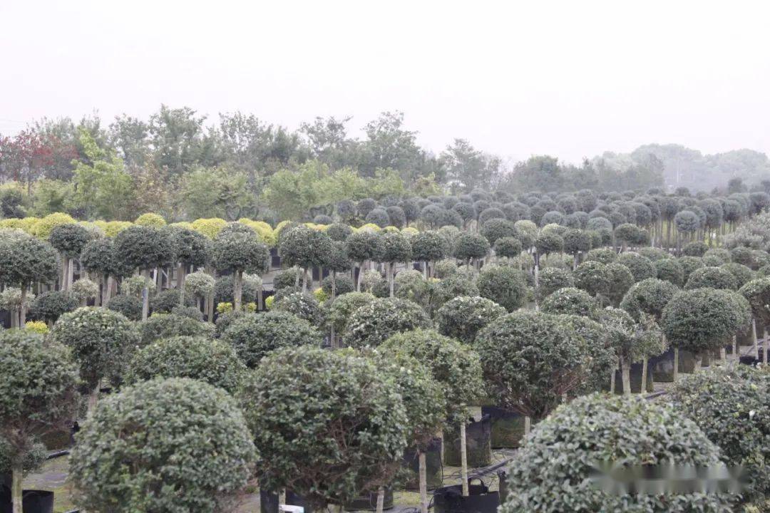 什么时候移植树木为宜 ad48b64fbba444fdb7b74d220a06113b.jpeg