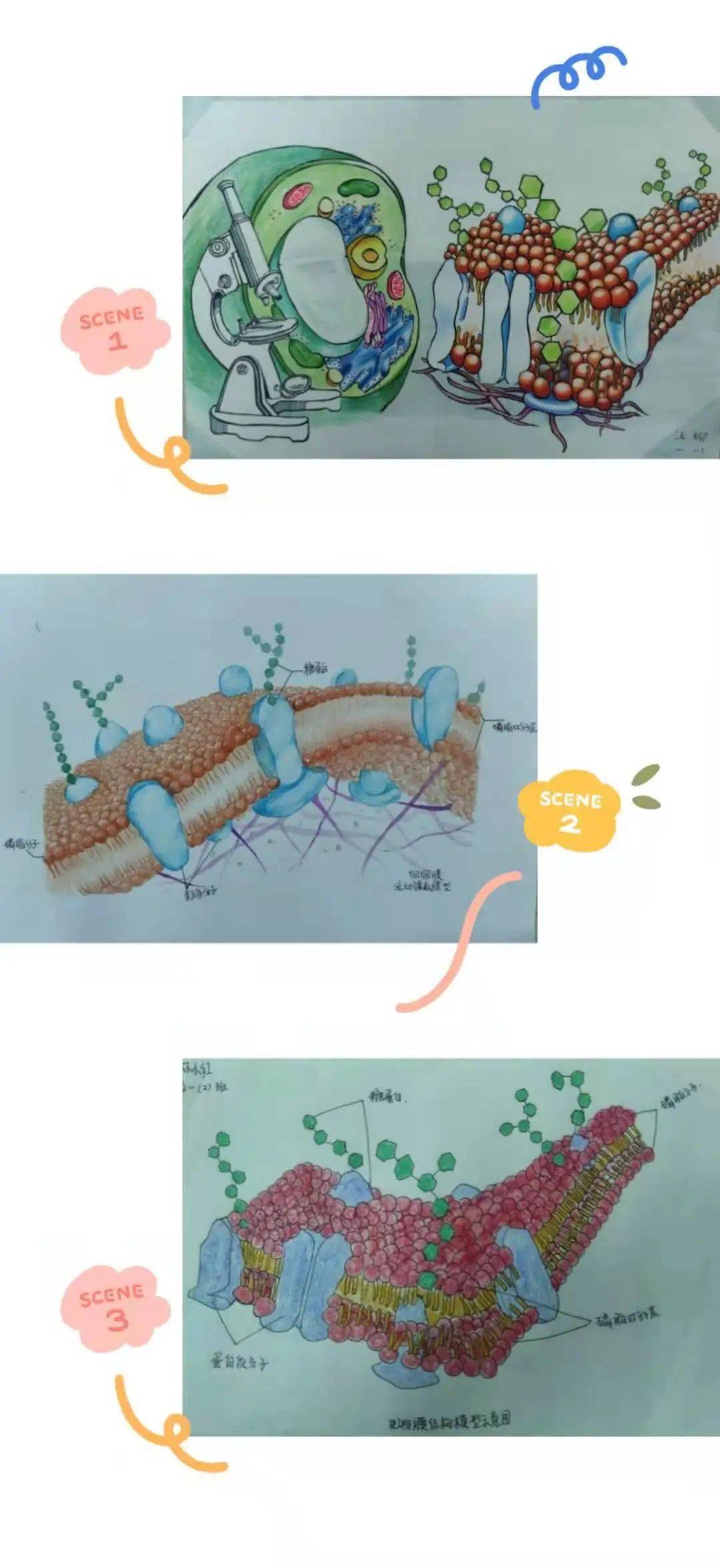 活动评选出的部分优秀作品:本次比赛要求绘制以生物为主题的手绘画