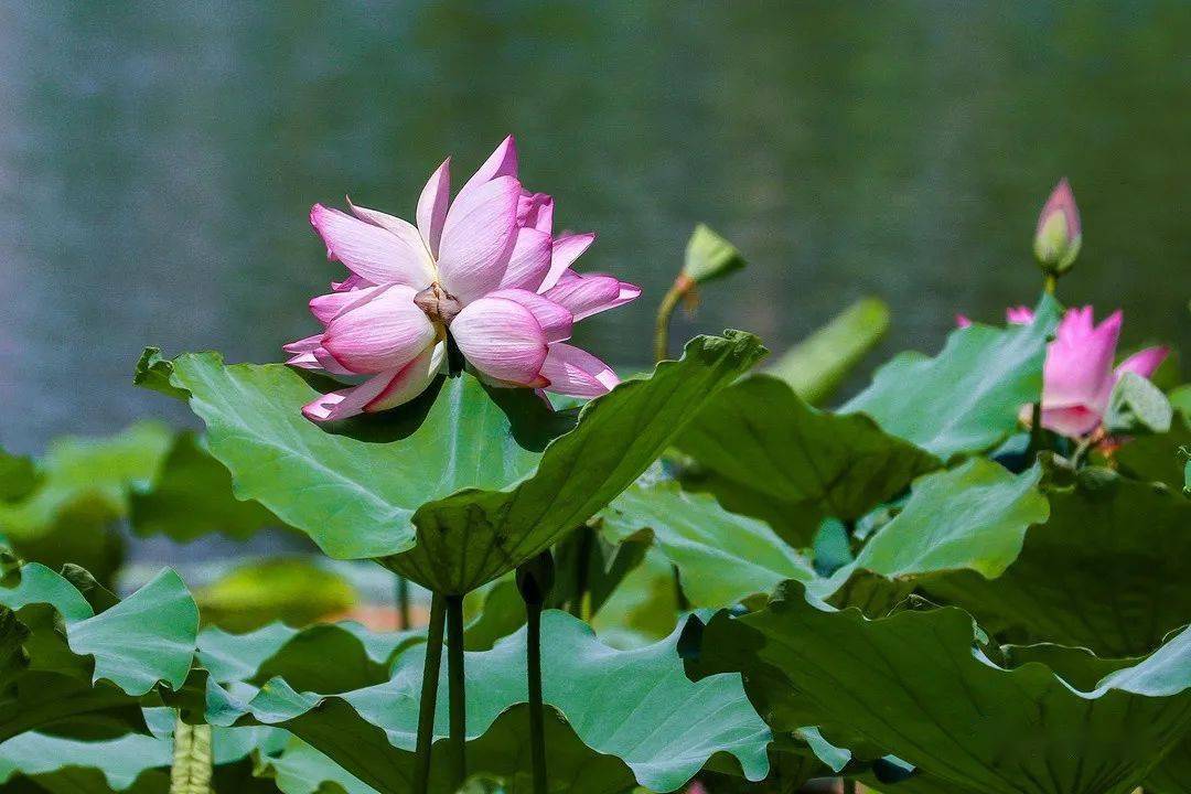 好运"莲莲"!肇庆七星岩风景区惊现罕见并蒂莲