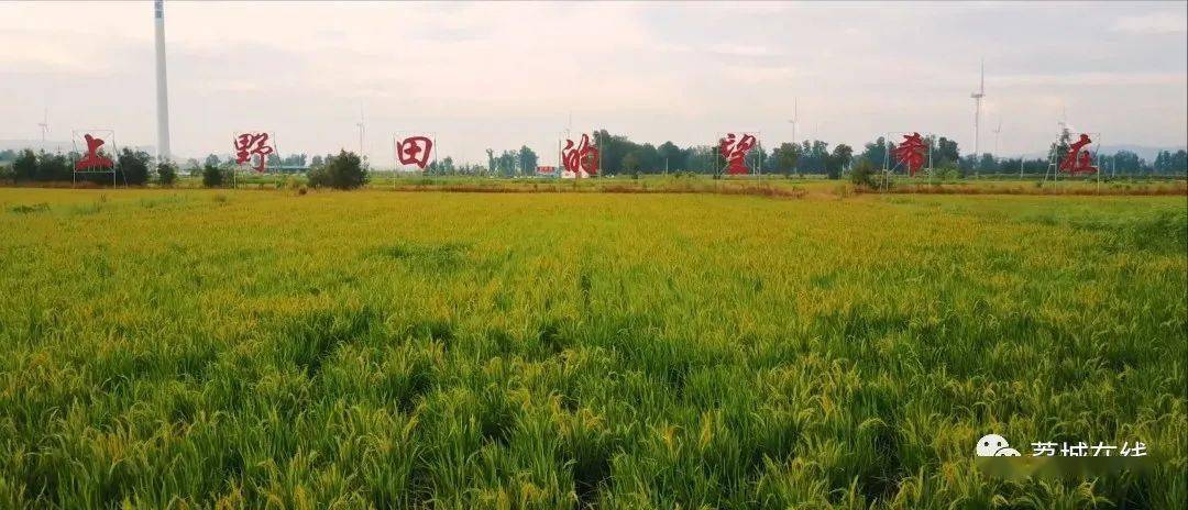 "百年看百村"主题采访(11)|北高镇山前村:在希望的田野上