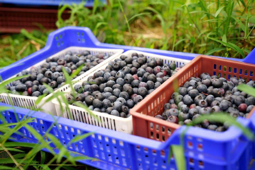 眼下工山镇乔村村近300亩蓝莓喜获丰收2019年,工山镇乔村村将蓝莓种植