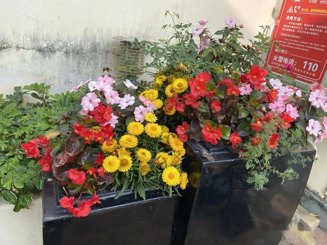 6月买花 白名单 搬回家就能有花赏 一口气开到9 10月 绣球