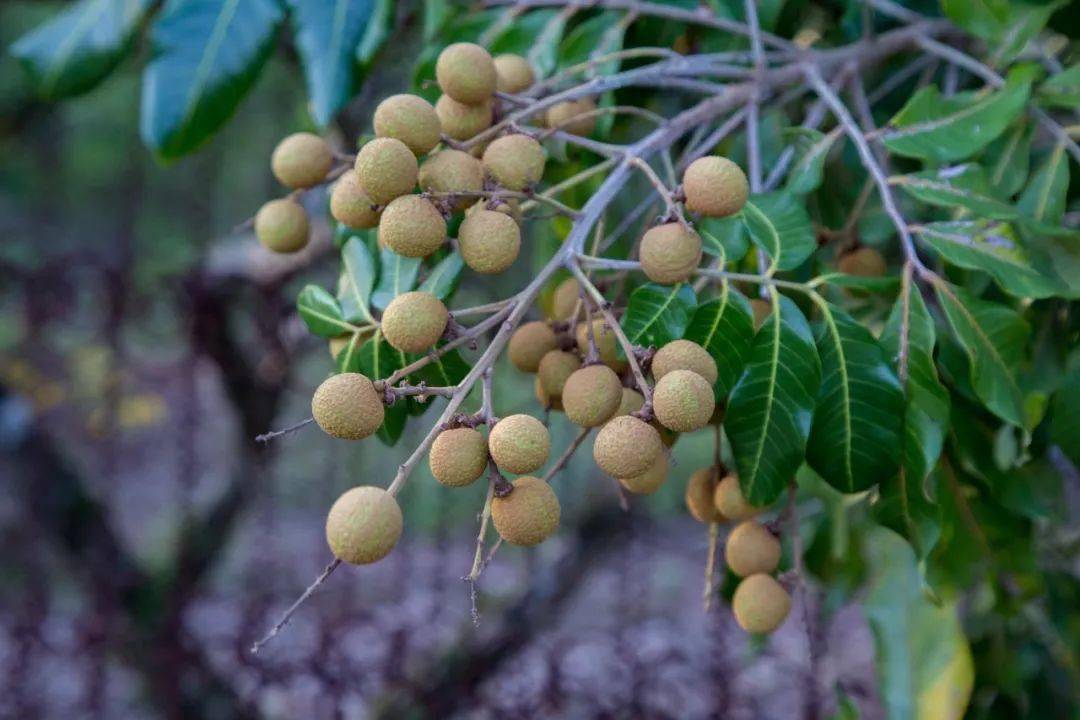 葵潭荔枝季來了!但是得.._龍眼