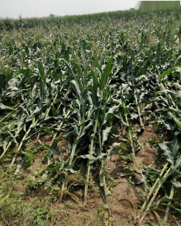 产品介绍玉米抗倒增产就用国光矮丰套餐