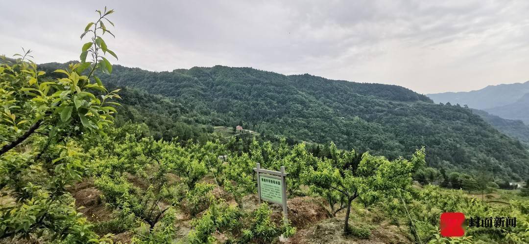 毛坝镇天坪村满山遍野的李子树