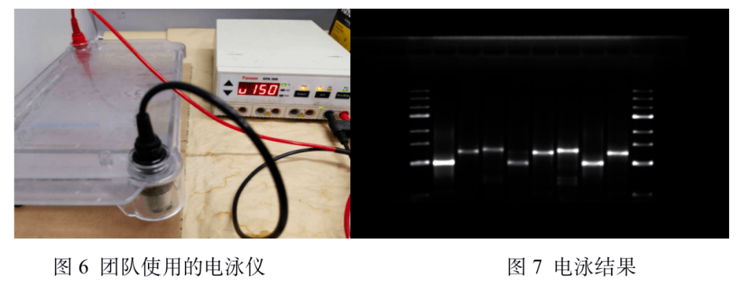 电泳谱带移动距离.