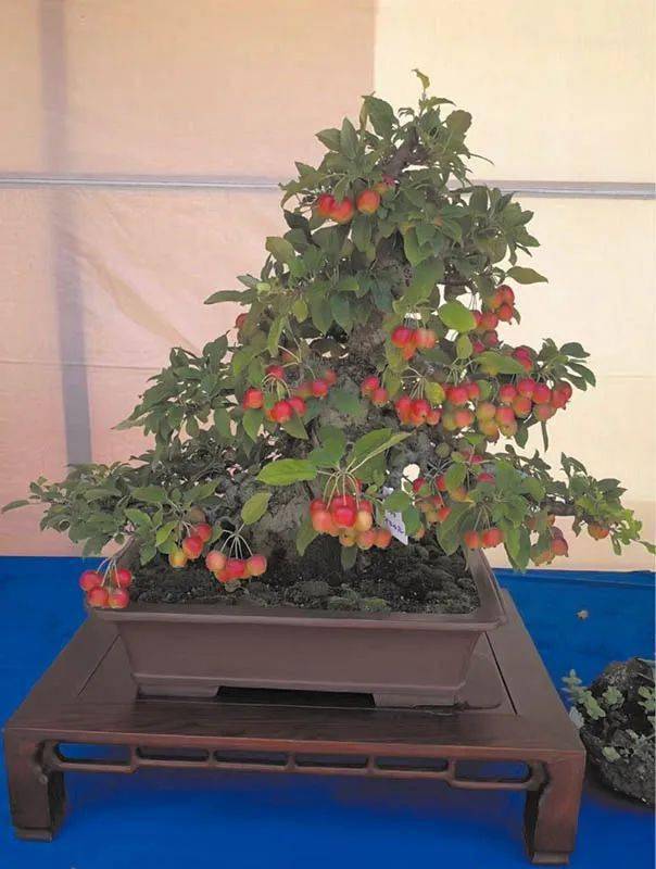 排名盆景_日本盆景品种排名