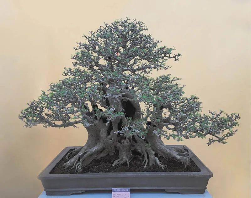 排名盆景_日本盆景品种排名(3)