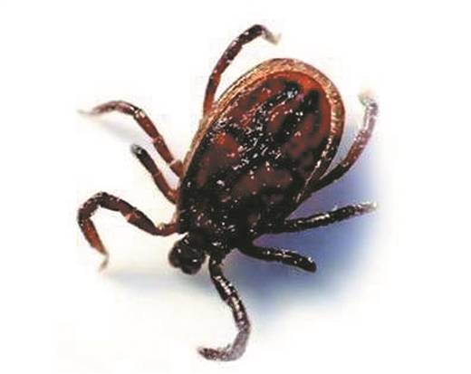 坐了一下草地,他突然高烧40摄氏度