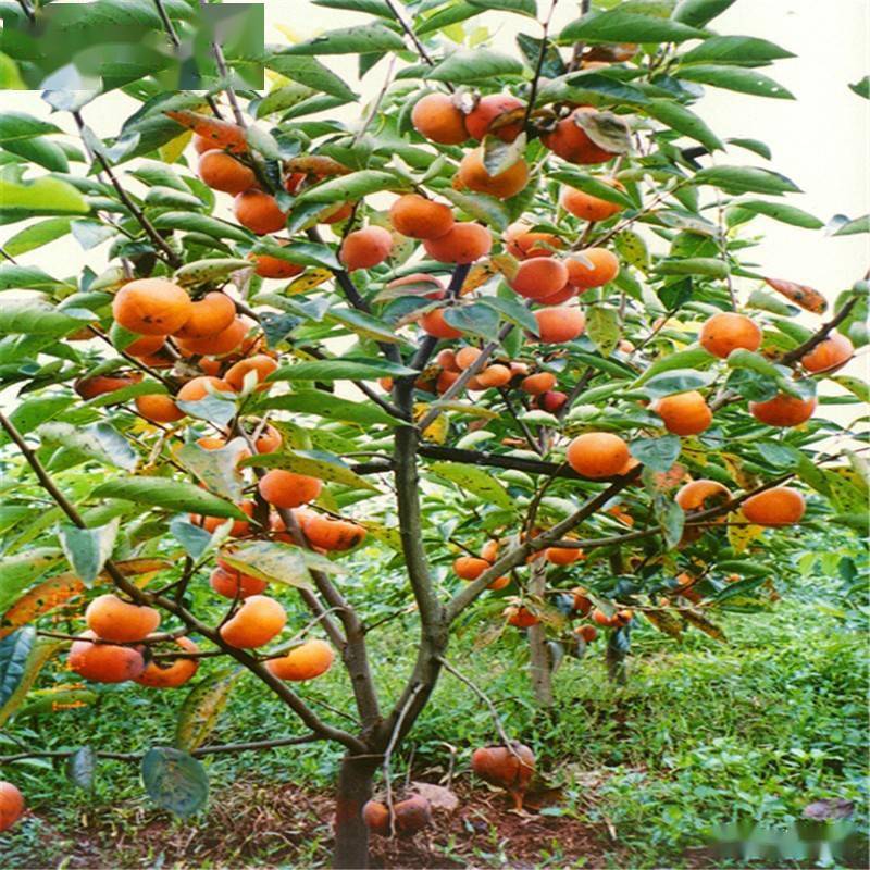 天水市阳丰甜柿在天水地区的引种表现及大树移栽技术