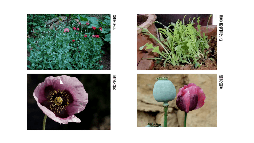 罂粟的种类及名称图片图片