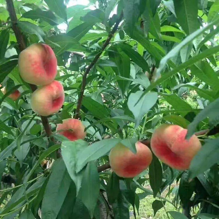 這蟠桃甜嫩多汁,今夏就愛這個味兒!