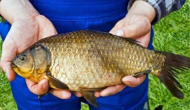 夏至后钓鱼找到鲫鱼一点也不难按我的方法做几分钟就能搞定