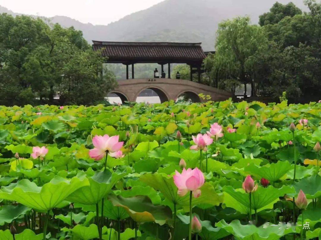 湘湖赏荷花