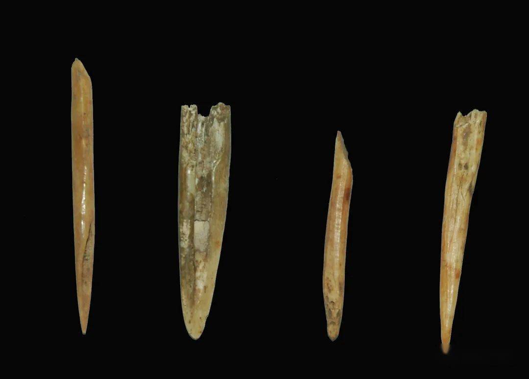 肖家洞出土磨制骨锥金阳史前遗址群,2000年以来,了为配合金阳新区的