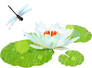 大树小树擎绿伞,儿歌《夏至》早有蜻蜓立上头.