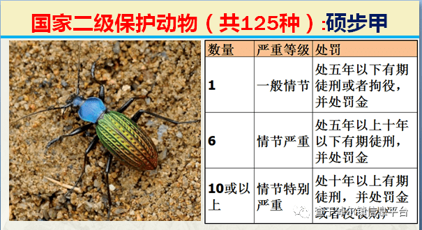 64国家二级保护动物:拉步甲65国家二级保护动物:隼类(所有种)66