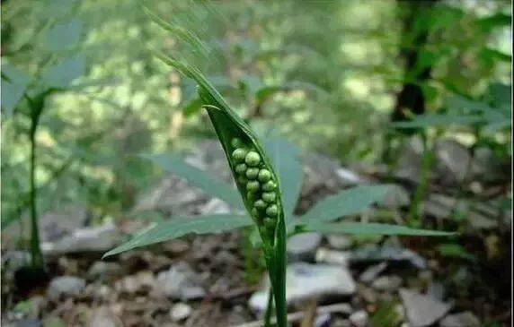 豆荚是什么科的植物 e26d8e0eebc346c8968b243e5d5e498d.jpeg