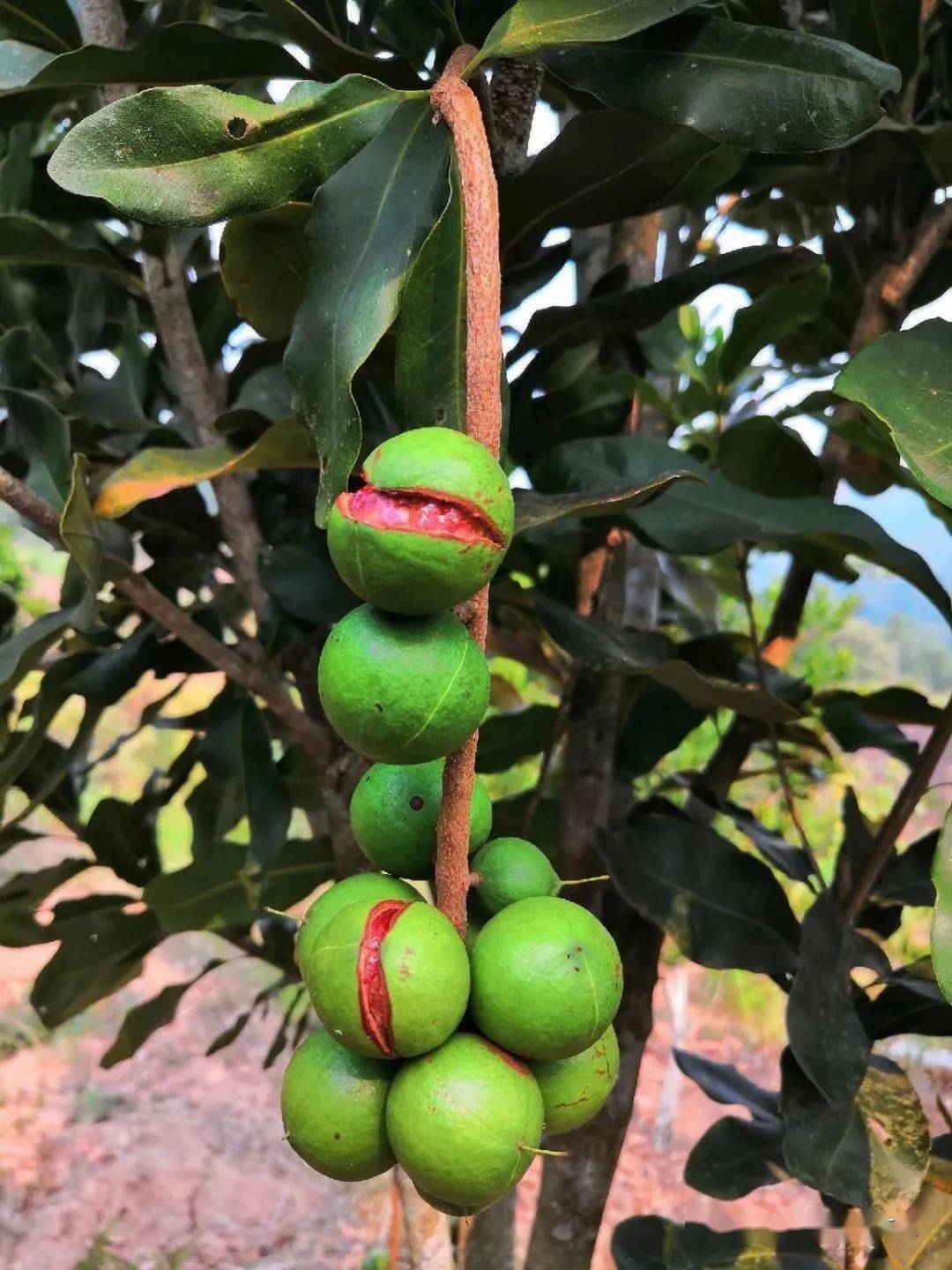 裂果原因汇总_果实